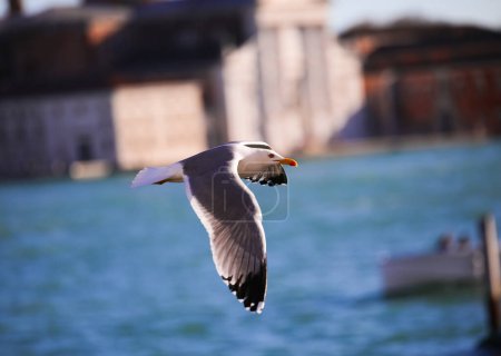 Foto de Gaviota blanca vuela libre sobre el mar de la laguna de Venecia y la antigua iglesia en el fondo - Imagen libre de derechos