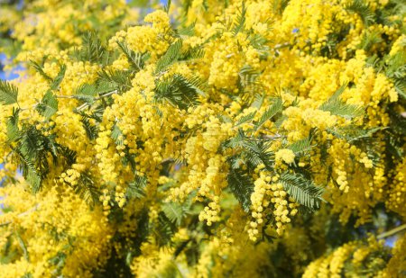 viele gelbe Mimosen blühten im Frühling als Symbol für den Frauentag