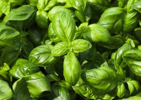 background of fragrant green basil leaves aromatic plant widely used in Mediterranean cuisine