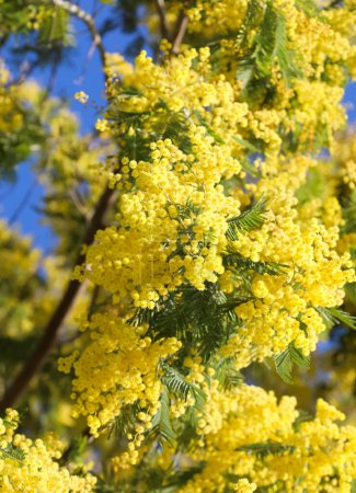 Hintergrund der gelben Blüten der Mimose-Pflanze, die im Frühling blüht Symbol des Frauentages