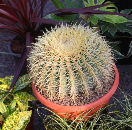 cactus espinoso también llamado cojín de suegra o equinocactus en una olla en un mercado