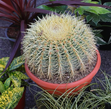 cactus espinoso también conocido como cojín de suegra o equinocactus en una olla en un mercado