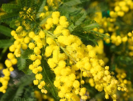 mimosa flowers the typical flower to give to girls on International Women s Day on March 8th