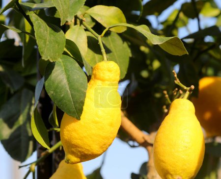 Gelbe reife große Zitrone auf den Bäumen mit grünen Blättern in einem mediterranen Obstgarten