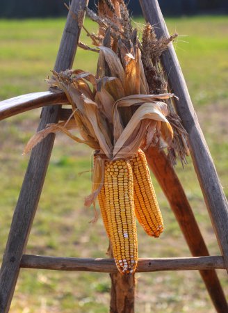 Orejas de granos de maíz colgados para secar por el agricultor en un viejo trípode de madera después de la cosecha
