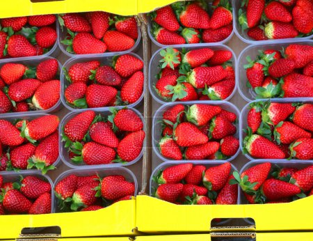 Photo for Plastic baskets full of ripe red strawberries for sale at the vegetable market - Royalty Free Image