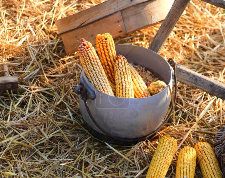 yellow Ears of corn which are inside the pot lying on the straw after being harvested by the farmer