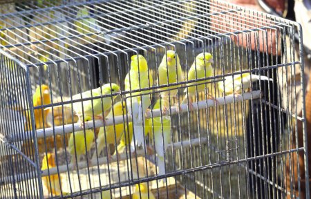 Bright yellow canaries  are perched inside a spacious cage at the local pet stor