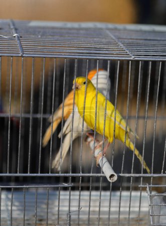 Photo for Yellow canary inside the cage for sale in the pet shop - Royalty Free Image