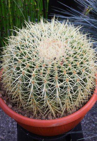 prickly cactus with menacing needle-sharp spines thriving in a pot