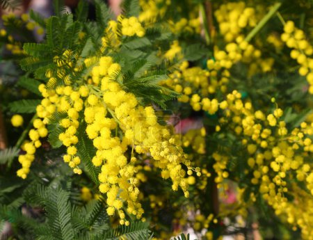 Gelbe Mimosen blühen die typische Blume, die Mädchen und Frauen am Internationalen Frauentag am 8. März geschenkt wird