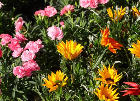flores del tesoro amarillo y más plantas para la venta en el mercado al aire libre
