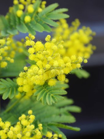 Gelbe Mimosen blühen die typische Blume, die Mädchen und Frauen am Internationalen Frauentag geschenkt wird