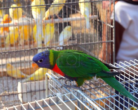 Photo for Ara parrot with a vibrant blue head and green feathers on the cage in the pet shop - Royalty Free Image