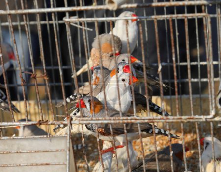 many birds with red beaks in the cage of the pet shop
