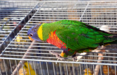 Photo for Ara parrot with a vibrant blue head and green feathers for sale in the pet shop on the cage - Royalty Free Image