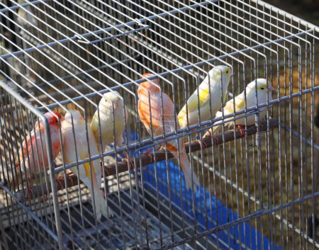 Photo for Birds and canaries inside a metal cage for sale at the pet store - Royalty Free Image
