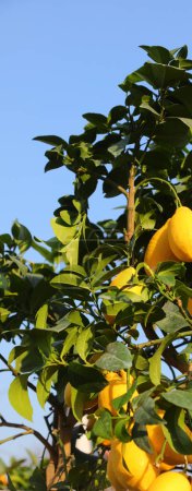 Gelbe reife große Zitrone auf den Bäumen mit grünen Blättern in einem mediterranen Obstgarten