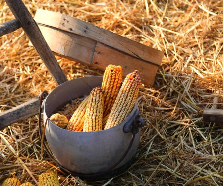Ears of corn which are inside the pot lying on the straw after being harvested by the farmer in the farmyard