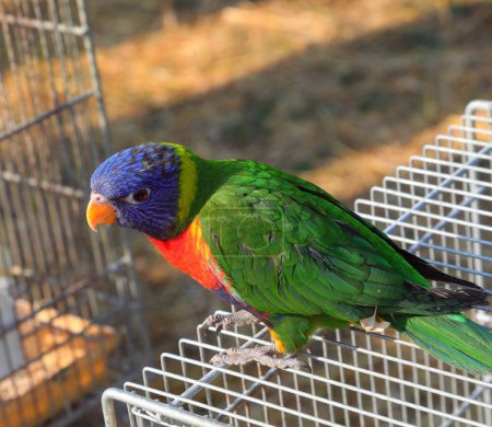 Photo for Ara parrot with a blue head and green feathers for sale in the pet shop - Royalty Free Image