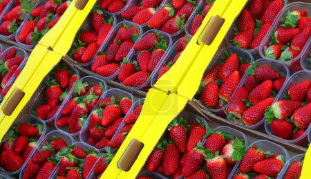 Photo for Tubs of ripe red strawberries for sale at the vegetable market in spring - Royalty Free Image