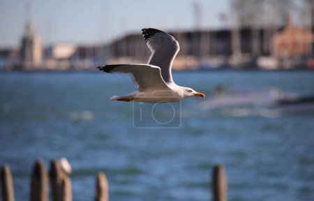 White seagull flies free in the Venice lagoon in Northern Italy