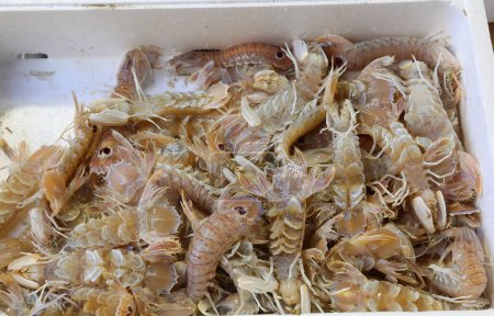many freshly caught crustaceans of the Squilla Mantis breed in the fish market of the fish market