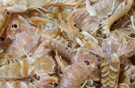 background of crustaceans of the Squilla Mantis breed also called mantis shrimp or sea cicada in Italian language