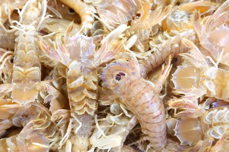 background of freshly caught crustaceans of the Squilla Mantis breed also called mantis shrimp or sea cicada in Italian language