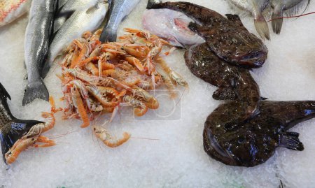 Seeteufel auf dem Eis der Theke zum Verkauf im Fischladen mit anderen Fischarten wie Tintenfisch und Seeteufel