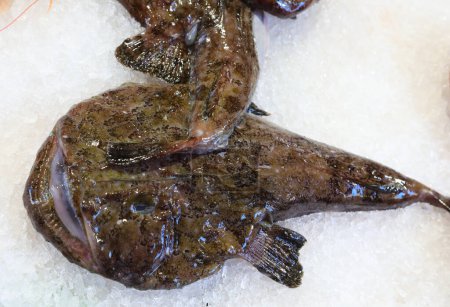Monkfish fish with wide snout and open mouth on the ice of the counter for sale in the fish shop at the fish market