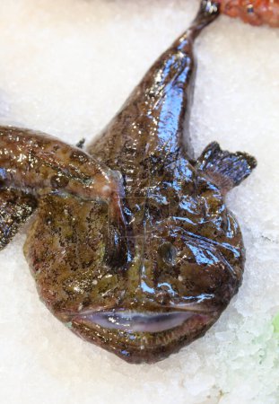 Seeteufel mit breiter Schnauze und offenem Maul auf dem Eis der Theke zum Verkauf im Fischladen auf dem Fischmarkt
