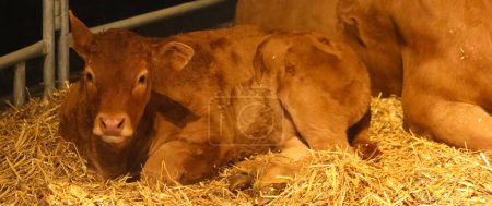 young recently born cow calf lying on the straw in the stable on the animal farm