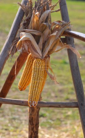 Foto de Orejas de mazorcas de maíz colgando para secar en un viejo trípode de madera de la civilización campesina - Imagen libre de derechos