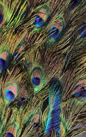 vibrant background of colorful peacock feathers symbolizing vanity