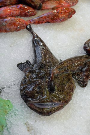 big dark monkfish on the counter of the fish shop on ice and other fish for sale