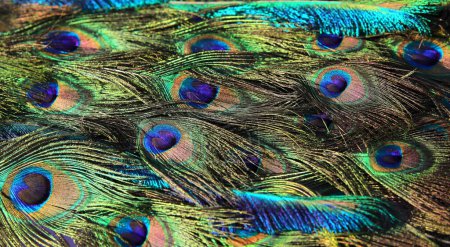 Photo for Background of colorful peacock feathers symbolizing showing off and boasting - Royalty Free Image