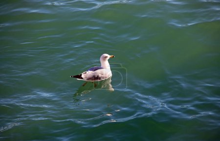 Young seagull floating in the Venetian lagoon water on the Giudecca Canal in Venice