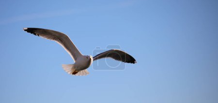 Photo for Large seagull soars freely in the sky with a wide wingspan - Royalty Free Image