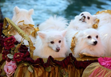 litter of white Volpino Italiano puppies also called in a kennel during a festival