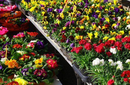 Téléchargez les photos : Gamme de fleurs printanières en pleine floraison, affichées avec des étiquettes de prix sur un marché aux fleurs extérieur - en image libre de droit
