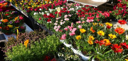 flor del tesoro también llamada Gazania en el mercado de flores en primavera