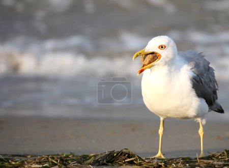 A greedy seagull with a piece of bread in its beak stands on the seashore