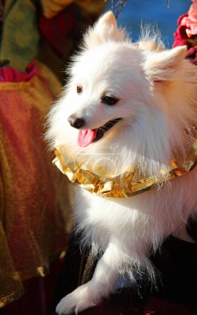 White Italian Spitz puppy with a gold collar at the masked ball during Venetian Carnival Italy