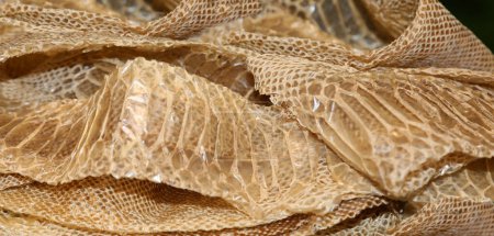 dry snake skin after moulting with scales of geometric figures