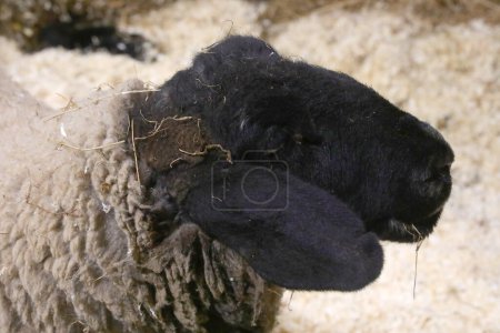detail of the black head of the suffolk sheep in Europe