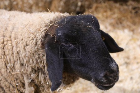 detail of the black head of the suffolk sheep in country of Europe