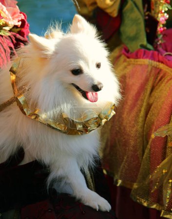 Italienischer Spitz-Welpe mit goldenem Halsband beim Maskenball im venezianischen Karneval Italien