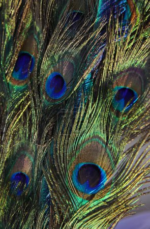 Téléchargez les photos : Plumes de paon colorées avec des reflets verts et bleus, symbole de vanité et pide - en image libre de droit
