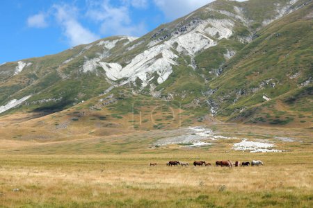 Foto de Manada de caballos salvajes galopan a través de un prado de montaña en verano - Imagen libre de derechos